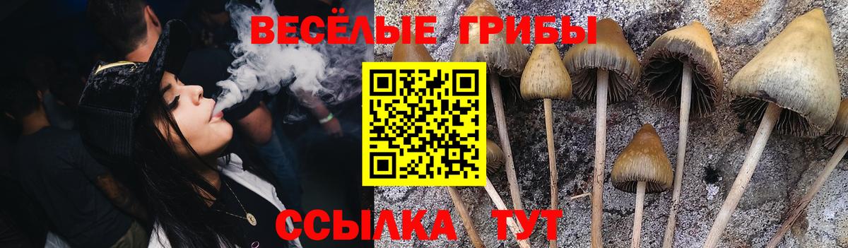 Псилоцибиновые грибы Cubensis Октябрьский